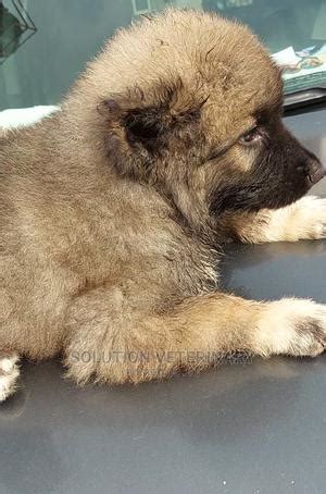 Caucasian Dogs & Puppies in Lagos for sale Prices on .